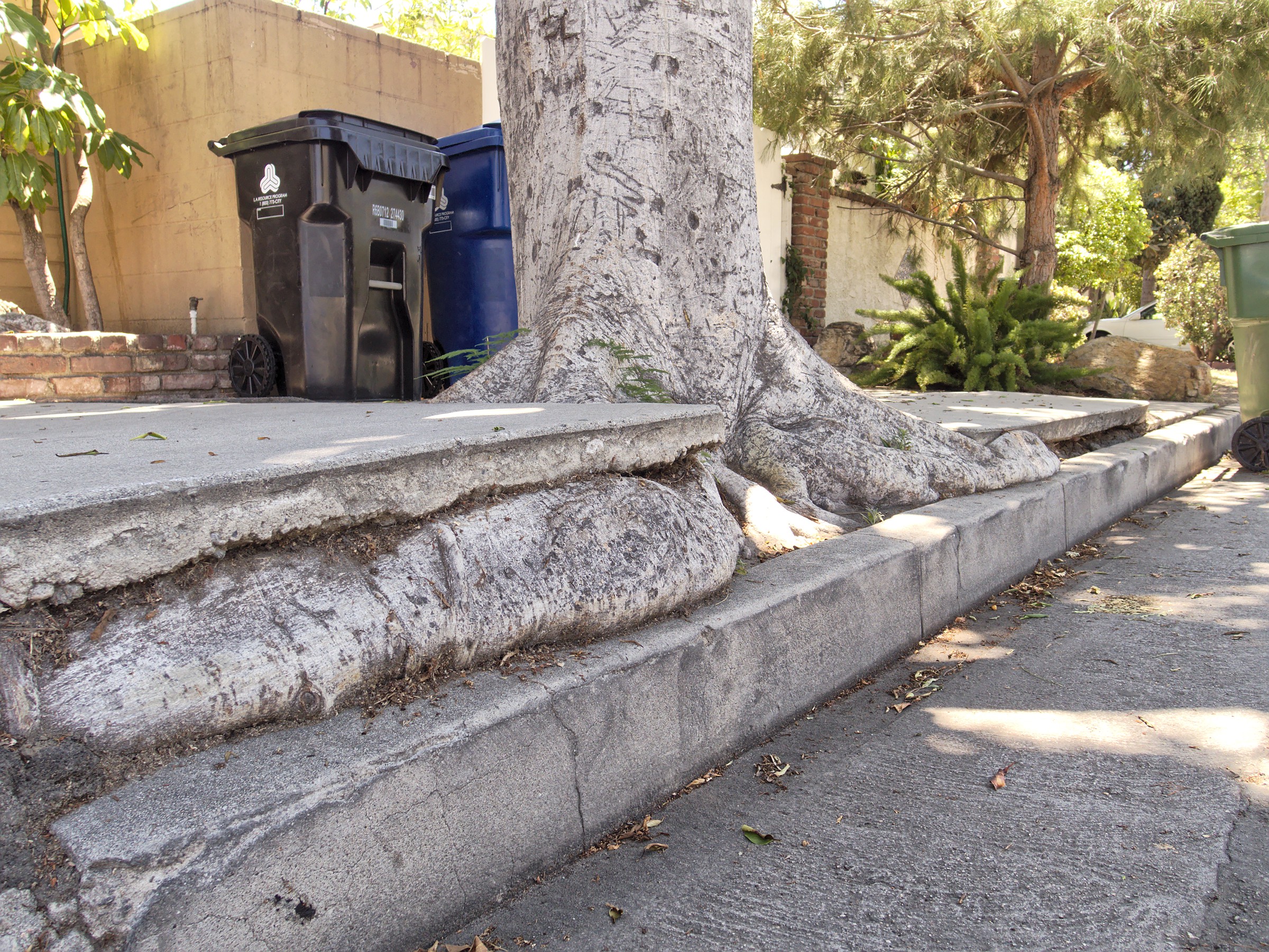 Residential concrete sidewalk slabs severely heaved and cracked, creating a significant vertical offset and trip hazard that illustrates the result of ground movement beneath concrete